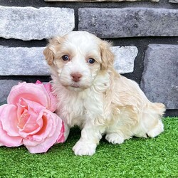 Rayne/Havanese									Puppy/Female	/6 Weeks, Hi! My name is Rayne, and I think we just found each other! I’m a gorgeous purebred AKC registered Havanese puppy with a beautiful cream and white coat that’s as soft as a fluffy little cloud. I may be tiny now, but I have a huge heart and can’t wait to spend my days making my forever family smile! I was born on 6/25/26 and have been lovingly family raised, so I’m growing up surrounded by people, cuddles, and plenty of playtime. I’m curious, affectionate, and always ready to follow my favorite person wherever they go. Whether we’re going on adventures or relaxing on the couch, I’ll be your loyal little sidekick every step of the way. Here’s what I’ll bring home with me: AKC Registration Up-to-date on shots & dewormings Microchipped Health Guarantee Family raised & well socialized! Watch my video to see my sweet personality come to life! Delivery is available right to your door for almost anywhere in the USA! I can’t wait to find the family that’s meant just for me. Call or text today at and let’s start making memories together!