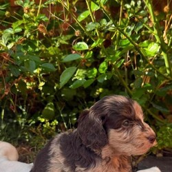 Adopt a dog:Cockapoo /Cockapoo/Female/Sex: Female,Here are my beautiful cockapoo puppies all 3 are adorable girls each one has their own character little teddy bears apsalutley adorable bundles of joy mum is our family pet she is a Black and Tan cocker spaniel with a brilliant temperament and great with children these puppies are being raised in a busy family home they have been wormed with drontal puppy wormer and frontline flea spray they have started their diet on doctor johns puppy biscuits which seems to suit them they will be leaving for there new forever homes with sample of the puppy biscuit a bowl and blanket with mum and siblings scent on to help them settle in any questions or viewings most welcome