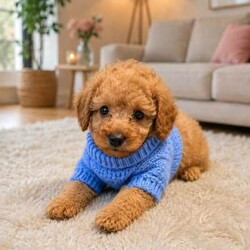 Adopt a dog:Kc registered toy poodles /Poodle/Female/Sex: Mixed Litter,Kc registered flea wormed 1st injection health checked as well as mum and dad puppy pack microchipped too ready to leave in 2 week