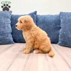 Leo/Mini Goldendoodle									Puppy/Male	/7 Weeks,Meet Leo! This sweet and adorable F1 Mini Goldendoodle is looking for a forever family!