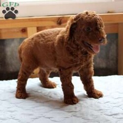 James/Cockapoo									Puppy/Male	/8 Weeks,Meet James! Our adorable Cockapoo puppies were born on June 12th to parents Rainbow and Troy and are ready to find their loving forever homes! These sweet, affectionate puppies have been family raised, are very well socialized, and love being around children, making them wonderful companions for families of all sizes. They are up to date on their vaccinations and deworming and have received plenty of love and attention from day one. With their friendly personalities, playful nature, and cuddly temperaments, these Cockapoo puppies are sure to bring years of joy to their new families!