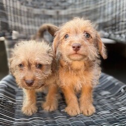 Adopt a dog:Miniature jackapoo puppies 2 little boys left /Jackapoo/Female/Sex: Male,My amazing girl has had a perfect litter of puppies. We have  2 boy