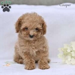 Cooper/Toy Poodle									Puppy/Male	/12 Weeks,Our adorable Toy Poodle puppies are looking for loving homes where they will be cherished as beloved family companions. These sweet puppies have been lovingly raised and are well socialized, making them friendly, affectionate, and comfortable around people.