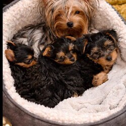 Yorkshire terrier puppies ( 2 Left )/Yorkshire Terrier/Female/Sex: Mixed Litter,We're happy to announce that welcomed a litter of 3 beautiful puppies 2 boys 1 girl. They will be ready to new home now. They are helthy,very active and independent from mum now.