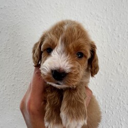 *Health tested F1 Cockapoo Puppies*/Cockapoo/Female/Sex: Mixed Litter,Our beautiful KC registered Cocker Spaniel Ginny (Kenzduo My Little One) has had a wonderful litter of 8 Cockapoo puppies to KC registered Mini Poodle Murphy (Banklin River Bank Red Rose).