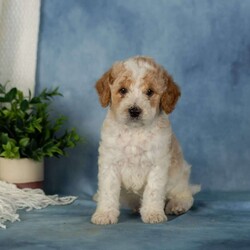 Waffles/Miniature Poodle									Puppy/Male	/June 25th, 2026,These sweet little Mini Poodle puppies are looking for their furever homes! Happy, healthy, and full of personality, these adorable little ones have been family raised, and it truly shows. They are confident, well-socialized, and ready to meet every adventure by your side.