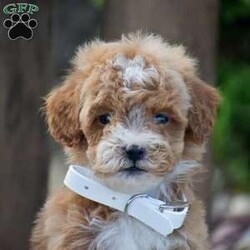 Michelle/Mini Goldendoodle									Puppy/Female	/June 4th, 2026,Welcome to the Fisher family! We are so excited to show you our beautiful litter of F1B generation Mini Goldendoodle puppies we currently have available! There mother is a F1 Mini Goldendoodle and there father is a Mini Poodle; both parents here on site to meet as well! All pups go home to you with full vet records; shots & dewormer; 1 year health guarantee; info packet; small bag of puppy food; puppy toy & more! If your interested in Michelle or her siblings please reach out to us today! Thank you!
