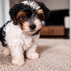 Adopt a dog:Gorgeous Tiny Biewer Yorkshire Terrier Puppies/Biewer Terrier/Female/Sex: Mixed Litter,Beautiful Biewer Yorkshire Terrier Puppies – 1 Girls and 1 Boys Available in Telford