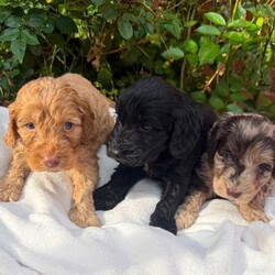 Adopt a dog:Cockapoo /Cockapoo/Female/Sex: Female,Here are my beautiful cockapoo puppies all 3 are adorable girls each one has their own character little teddy bears apsalutley adorable bundles of joy mum is our family pet she is a Black and Tan cocker spaniel with a brilliant temperament and great with children these puppies are being raised in a busy family home they have been wormed with drontal puppy wormer and frontline flea spray they have started their diet on doctor johns puppy biscuits which seems to suit them they will be leaving for there new forever homes with sample of the puppy biscuit a bowl and blanket with mum and siblings scent on to help them settle in any questions or viewings most welcome