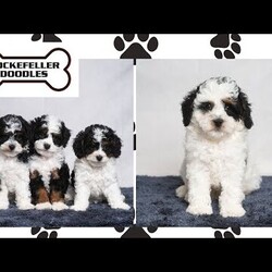 Preston/Cavapoo									Puppy/Male	/9 Weeks,Preston is a Cavapoo boy looking for a new friend! Are you looking to add something handsome to your home? Look no further than Preston! 