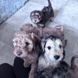Adopt a dog:Cockapoo puppies ready to leave 3 left /Cockapoo/Female/Sex: Mixed Litter,*updated. All pups has had health check, vaccine & chipped. Ready to leave