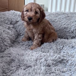 Adopt a dog:Cockapoo puppies ready to leave 3 left /Cockapoo/Female/Sex: Mixed Litter,*updated. All pups has had health check, vaccine & chipped. Ready to leave