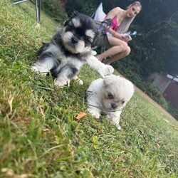 Adopt a dog:Puppies /Pomeranian/Female/Sex: Mixed Litter,I have 3 lovely girls and 2 males puppies mix breed of Pomeranian and Shih Tzu they are very well cared for and are very playful and child friendly, born on the 6th on June, they have had their first vaccination, and will be ready for sale in one week making them 1 month and 4 weeks old