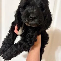 Adopt a dog:F1 Cockapoo Puppies Health Tested Parents /Cockapoo/Female/Sex: Mixed Litter,We have a beautiful litter of F1 Cockapoo puppies, born 18th June 2026, 2 girls and 1 boy