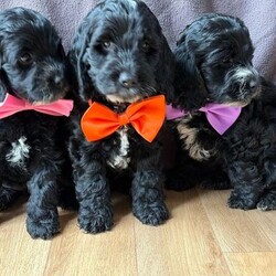 Adopt a dog:F1 Cockapoo Puppies Health Tested Parents /Cockapoo/Female/Sex: Mixed Litter,We have a beautiful litter of F1 Cockapoo puppies, born 18th June 2026, 2 girls and 1 boy