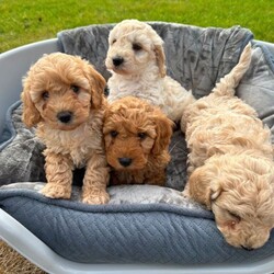 Adopt a dog:F1 Cockapoo pups/Cockapoo/Female/Sex: Mixed Litter,Our beautiful Bailey has had a litter of 4 pups, 3 boys (x2 cream x1 red) and 1 red girl. *** 2 CREAM BOYS REMAINING *** Puppies are vaccinated, vet checked, wormed and microchipped. Bailey is a cockapoo and the father of the pups is a toy miniature poodle (both can be seen in pics). These pups will not shed any hair. They are ready to leave for their forever new homes. Feel free to ask any questions.