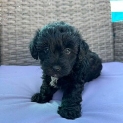 yorkiepoo/Yorkshire Terrier/Female/Sex: Mixed Litter,my beautiful girl yorkshire terrier miley has given me 5 stunning puppies  2 black bitches 2 merele dogs and 1 black dog dad is a miniature poodle this energetic litter have great personalitys they love running around with children or sitting on your lap for cuddles these curly puppies are ideal for dog lovers with allergies with there hypoallergenic fur they will come vet checked micro chipped flead wormed 1st vaccination if your ready for your next best friend to play ball with please get in touch 1 light silver merle boy 1 Black boy 1 Black bitch available 