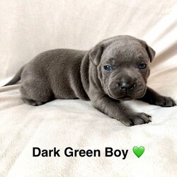 Beautiful Blue Staffy pups /Staffordshire Bull Terrier/Female/Sex: Mixed Litter,Welcome to our advert, we have a litter of 5 pups available. These are exceptional blue staffys. 