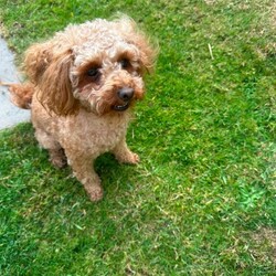 Toy poodles /Toy Poodle/Female/Sex: Male,Proud to announce my beautiful girl peach has had 2 Beautiful boys that have been Brought  up in a loving family home I'm only looking for the best homes for our puppies as they love company of people and are deserving of a lot of time love care and attention. puppies are regularly wormed vet checked mum and dad are both health tested Mum is the sweetest girl, who is very fit & healthy. She is so sweet and happy and She's so clever and so affectionate she loves people of all ages especially children 