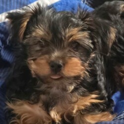 Yorkshire terrier puppies ( 2 Left )/Yorkshire Terrier/Female/Sex: Mixed Litter,We're happy to announce that welcomed a litter of 3 beautiful puppies 2 boys 1 girl. They will be ready to new home now. They are helthy,very active and independent from mum now.