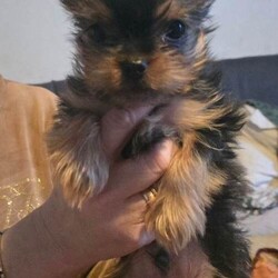 Yorkshire terrier puppies ( 2 Left )/Yorkshire Terrier/Female/Sex: Mixed Litter,We're happy to announce that welcomed a litter of 3 beautiful puppies 2 boys 1 girl. They will be ready to new home now. They are helthy,very active and independent from mum now.