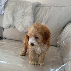 1 cocker poo female puppy /Cockapoo/Female/Sex: Mixed Litter,We have four adorable cockapoo puppies, three females and one male they are almost 8 weeks ready for a new home mom is red and white show type Cocker that is a red Poodle