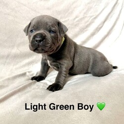 Beautiful Blue Staffy pups /Staffordshire Bull Terrier/Female/Sex: Mixed Litter,Welcome to our advert, we have a litter of 5 pups available. These are exceptional blue staffys. 