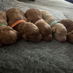 Adorable f2 cockapoo/Cockapoo/Female/Sex: Mixed Litter,(2x Red Curly Boys remaining)  We have a gorgeous litter of 5 Cockerpoo babies looking for their own family home.  Both parents are fully vaccination and wormed up to date, also health checked. All pups will be, flead, wormed, microchipped. Both parents are very good temperament, love other dogs, love children and walks. 