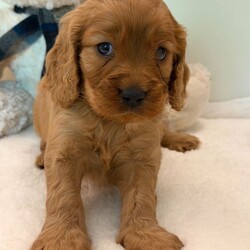 Adorable Cavapoo Puppies ready next 14/8/Cavapoo/Female/Sex: Mixed Litter,Beautiful Ruby Red Cavapoo Puppies – 3 Boys & 1 Girl Available