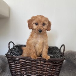 Miniature cockapoo puppies PRA Clear show type/Cockapoo/Female/Sex: Male,Hi I am now taking viewings for my beautifully litter of miniature PRA clear cockapoo puppies Mum sandy has been amazing she's a show type cocker spaniel our family pet. Dad’s also our family pet his a toy poodle who loves to play. Puppies have been health checked first and second vaccination and are all up-to-date with worming and fleeing and  also microchipped. Mum and dad can both be seen when viewing puppies please feel free to give me a call to arrange a viewing or for any more information thank you. 