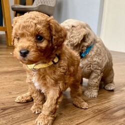 Adorable f2 cockapoo/Cockapoo/Female/Sex: Mixed Litter,(2x Red Curly Boys remaining)  We have a gorgeous litter of 5 Cockerpoo babies looking for their own family home.  Both parents are fully vaccination and wormed up to date, also health checked. All pups will be, flead, wormed, microchipped. Both parents are very good temperament, love other dogs, love children and walks. 