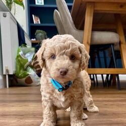 Adorable f2 cockapoo/Cockapoo/Female/Sex: Mixed Litter,(2x Red Curly Boys remaining)  We have a gorgeous litter of 5 Cockerpoo babies looking for their own family home.  Both parents are fully vaccination and wormed up to date, also health checked. All pups will be, flead, wormed, microchipped. Both parents are very good temperament, love other dogs, love children and walks. 