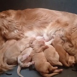 Miniature cockapoo puppies PRA Clear show type/Cockapoo/Female/Sex: Male,Hi I am now taking viewings for my beautifully litter of miniature PRA clear cockapoo puppies Mum sandy has been amazing she's a show type cocker spaniel our family pet. Dad’s also our family pet his a toy poodle who loves to play. Puppies have been health checked first and second vaccination and are all up-to-date with worming and fleeing and  also microchipped. Mum and dad can both be seen when viewing puppies please feel free to give me a call to arrange a viewing or for any more information thank you. 
