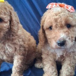 F1b minature cockapoos, dna tested clear!/Cockapoo/Female/Sex: Mixed Litter,Six beautiful pups born to our family and we are looking for the perfect homes for them. Girls have pretty bows. Dad is a miniature poodle and mum is a miniature cockapoo meaning the pups tend to be more curly as have more poodle in them and more hypogenic particularly low shedding with is fantastic for asthma or allergies suffering persons and perhaps people that value more tidy clean homes. Both parents have had full genetic testing prior to breeding to ensure puppies are bred to the highest standard available. Puppies are fully clear on all tests completed and associated to the breed of spanials and poodles that create the cockapoos. Puppies are certified clear on the following: