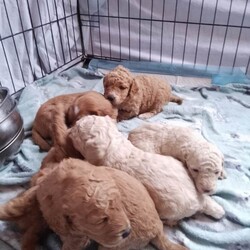 F1b minature cockapoos, dna tested clear!/Cockapoo/Female/Sex: Mixed Litter,Six beautiful pups born to our family and we are looking for the perfect homes for them. Girls have pretty bows. Dad is a miniature poodle and mum is a miniature cockapoo meaning the pups tend to be more curly as have more poodle in them and more hypogenic particularly low shedding with is fantastic for asthma or allergies suffering persons and perhaps people that value more tidy clean homes. Both parents have had full genetic testing prior to breeding to ensure puppies are bred to the highest standard available. Puppies are fully clear on all tests completed and associated to the breed of spanials and poodles that create the cockapoos. Puppies are certified clear on the following: