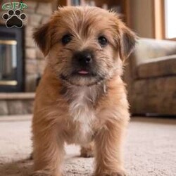 Molly/Morkie / Yorktese									Puppy/Female	/8 Weeks,Are you looking for an awesome puppy ? This one love to be your buddy !! Bred to bring joy and love to your life !!