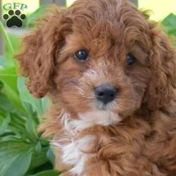 Honey/Cavapoo									Puppy/Female	/June 28th, 2026,The pretty Cavapoo puppy loves to play and will be your favorite sidekick! Honey is sweet as can be! This lovely little girl is socialized and being raised by a family with children. Honey is ready to meet you! This cutie comes home with a 30 day health guarantee as well as an extended genetic health guarantee, both provided by the breeder. Honey has also been seen by a vet and is up to date on shots and de-wormer.