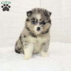 Alexis/Pomsky									Puppy/Female	/7 Weeks,Meet Alexis! She is a sweet and playful puppy looking for a good home. Up to date on vaccines and deworming and microchipped as well. Will come with a goody bag filled with current puppy food, collar and leash and more. Call or text for more info.