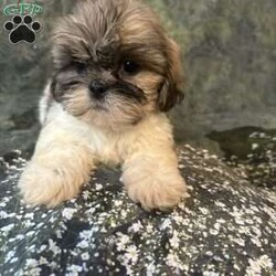 Bella/Shih Tzu									Puppy/Female	/10 Weeks, Meet Bella Bella is a tiny, adorable brown-and-white baby girl with the cutest little face! She may be small, but she has a sweet personality that will steal your heart. She has a beautiful fluffy coat, big bright eyes, and an irresistible teddy-bear look. Bella loves attention, cuddles, and playing. She would make the perfect little companion for a loving family. Girl Puppy Brown & White Tiny & Adorable Sweet & Playful Looking for her forever home Bella is a little bundle of cuteness!