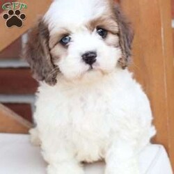 Jackson/Cavachon									Puppy/Male	/June 27th, 2026,Jackson is one of four in his litter, with an approximate adult weight of 12 to 18 pounds .