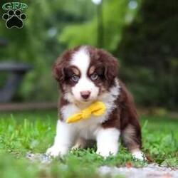 Kai/Miniature Australian Shepherd									Puppy/Male	/7 Weeks,Meet Kai. He is a sweet, playful AKC Mini Australian Shepherd with a friendly personality. He’s curious, loves to explore, and enjoys being around people. He has a fun, easygoing personality and would make a great companion for a family or anyone looking for a loyal and active puppy.