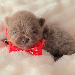 Adopt a dog:Beautiful Pomeranian puppies /Pomeranian/Female/Sex: Mixed Litter,Our little girl Issey has given birth to 6 stunning little babies. All puppies can be seen with mum. They will leave with small bag of puppy food. All Pups will be microchipped, vaccinations up to date, vet checked, wormed, KC registered and 5wks KC insurance.