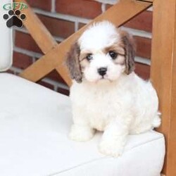 Jackson/Cavachon									Puppy/Male	/June 27th, 2026,Jackson is one of four in his litter, with an approximate adult weight of 12 to 18 pounds .
