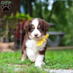Kai/Miniature Australian Shepherd									Puppy/Male	/7 Weeks,Meet Kai. He is a sweet, playful AKC Mini Australian Shepherd with a friendly personality. He’s curious, loves to explore, and enjoys being around people. He has a fun, easygoing personality and would make a great companion for a family or anyone looking for a loyal and active puppy.