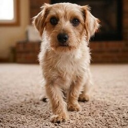 Molly/Morkie / Yorktese									Puppy/Female	/8 Weeks,Are you looking for an awesome puppy ? This one love to be your buddy !! Bred to bring joy and love to your life !!