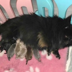 Adopt a dog:Beautiful Pomeranian puppies /Pomeranian/Female/Sex: Mixed Litter,Our little girl Issey has given birth to 6 stunning little babies. All puppies can be seen with mum. They will leave with small bag of puppy food. All Pups will be microchipped, vaccinations up to date, vet checked, wormed, KC registered and 5wks KC insurance.