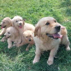 Adopt a dog:Goldendoodle puppies F1/Goldendoodle/Female/Sex: Mixed Litter,We have 2 adorable, true to type golden doodle puppies available for their forever homes. They are 11 weeks and leave fully vaccinated, microchipped, flea and worm treated. They are full of life and showing their individual personalities. We have 1 beautiful girl and two males available. Mum is our family pet and this is her first and only litter.