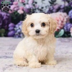 Ava/Cavachon									Puppy/Female	/8 Weeks,Meet sweet little Ava! A cute & cuddly little Cavachon puppy that is playful & sweet & will be sure to fill your heart & home with lots of love! Born on June 27 Ava is the daughter of Kate, an 11 lb Bichon Frise, and Mario an 11 lb Ruby Cavalier. Based on her parents’ size we expect Ava to mature to approx 11 lbs. when fully grown. Ava has been vet checked, is up to date on all vaccines & dewormers, & is ready to join her forever family on Aug 22 or anytime after. She will come home with a small bag of food, paperwork & a few essentials to make the transition to her new home as smooth as possible.