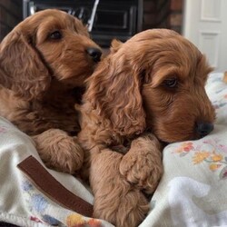 Adopt a dog:F1 Fox Red cockapoo pups /Cockapoo/Female/Sex: Mixed Litter,Dad a registered miniature poodle and mum a registered cocker spaniel. Both are family pets and can be seen when viewing the pups. All pups will be health vet checked,microchipped, fleed and wormed before going to their new homes.