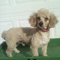 Andy/Cavapoo									Puppy/Male	/7 Weeks,Meet Andy; I’m a energetic Cavapoo puppy waiting to give you puppy kisses, I am up to date on all wormers and vaccines, if interested in getting to know me more. Call or text the breeder.